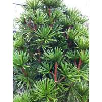 Sciadopitys verticillata'Sternschnuppe' 