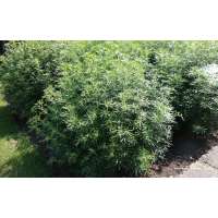 Choisya ternata'White Dazzler' 