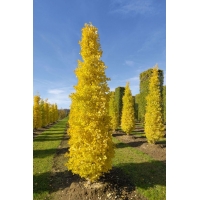 Ginkgo biloba'Fastigiata' 