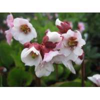 Bergenia'Harzkristall'
