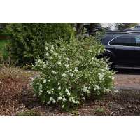 Exochorda macrantha'Lotus Moon' 