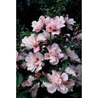 Hibiscus syriacus'Leopoldii' 