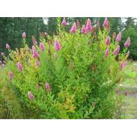 Spiraea billiardii 