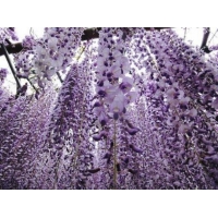 Wisteria florida'Domino' 
