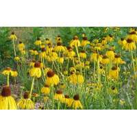 Echinacea paradoxavar.paradoxa