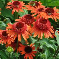 Echinacea purpurea'Carrot Cake'