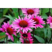 Echinacea'Fatal Atraction'