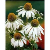Echinacea purpurea'Alba' 