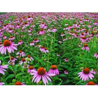 Echinacea purpurea