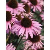 Echinacea purpurea'Augustkönigin'