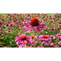 Echinacea purpurea'Rubinstern'