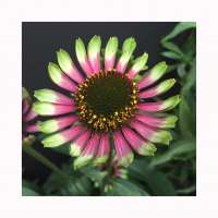 Echinacea purpurea'Choco Green'