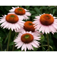 Echinacea purpurea'Hope'