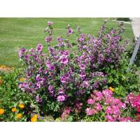 Malva sylvestris'Zebrina'