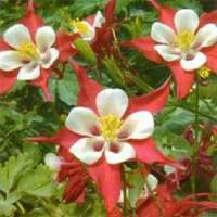 Aquilegia'Crimson Star' 