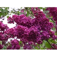 Syringa vulgaris'Andenken an Ludwig Späth' 