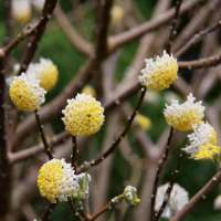 Edgeworthia chrysantha'Grandiflora' 