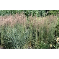 Calamagrostis acutiflora'Overdam'