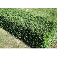 Ligustrum vulgare'Lodense' 