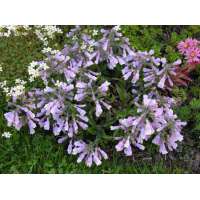 Penstemon hirsutus'Pygmaeus'