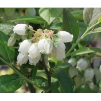 Bosbes (Vaccineum corymbosum'Goldtraube') 