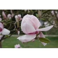 Magnolia soulageana'Lombardy Rose' 