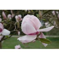 Magnolia soulageana'Lombardy Rose' 
