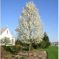 Pyrus calleryana'Chanticleer' 