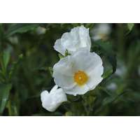 Cistus ledon 