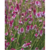 Sanguisorba officinalis'Pink Tanna'