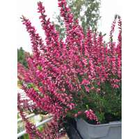 Calluna vulgaris'Loki' 