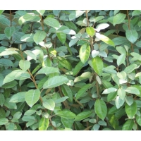 Elaeagnus ebbingei 