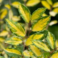 Elaeagnus pungens'Maculata' 