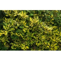 Elaeagnus pungens'Maculata' 