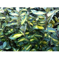 Elaeagnus x ebbingei'Limelight' 