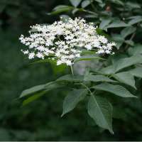 Sambucus nigra 