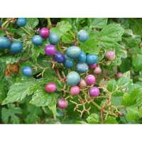 Ampelopsis glandulosa'Elegans' 