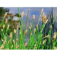 Eleocharis palustris