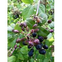 Eleutherococcus sieboldianus 