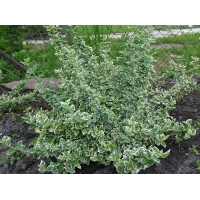 Euonymus fortunei'Emerald'n Gaiety' 