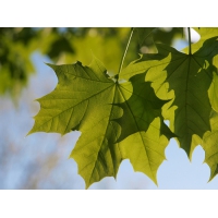 Acer platanoides'Emerald Queen' 
