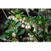 Enkianthus campanula's'Prettycoat' 