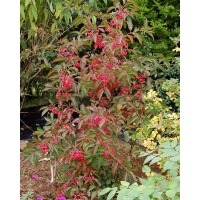 Euonymus europaeus'Red Cascade' 