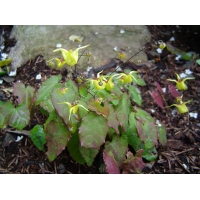 Epimedium davidii