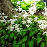 Epimedium grandiflorum var.higoense