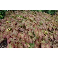 Epimedium perralchicum 