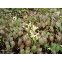 Epimedium versicolor'Sulphureum'