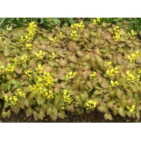 Epimedium perralchicum'Frohnleiten' 