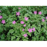 Erodium manescavii