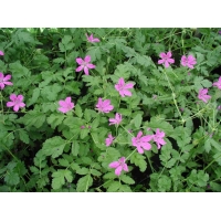 Erodium manescavii
